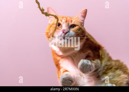 A cute, adorable ginger tabby cat licking glass from underneath above photographer, camera. Pink background, toe beans, pink toes, face and whiskers. Stock Photo
