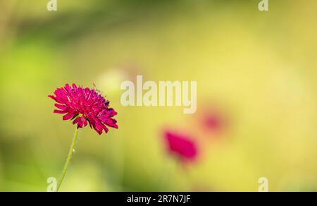 Macedonian scabious flower - Latin name - Knautia macedonica Stock Photo