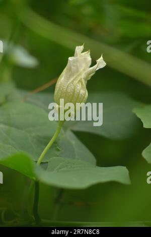 Flower ivy gourd or coccinia grandis, also known as scarlet gourd flower. Stock Photo