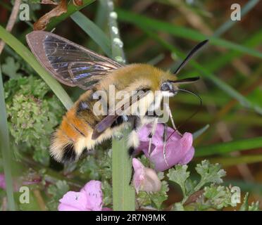 Narrow Bordered Bee Hawk Moth Stock Photo