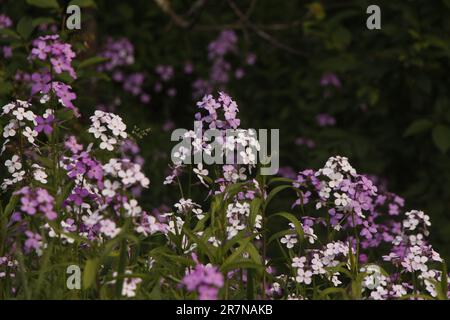 Flowers On The Roadside Stock Photo