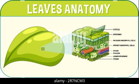 Internal structure of leaf diagram illustration Stock Vector Image ...
