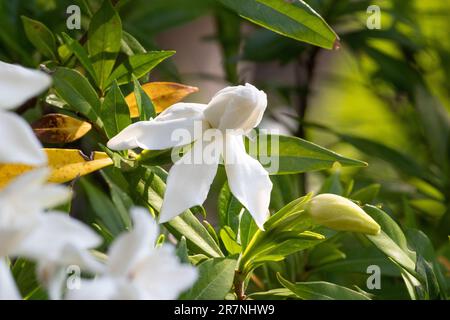 single isolated gardenia flower bud emerging Stock Photo