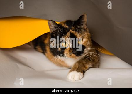 Domestic three-cat cat plays in whatman sheets of gray, white and yellow. The sheet is trying to unwind into a pipe. A cute, beautiful kitten with a p Stock Photo