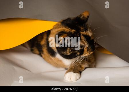 Domestic three-cat cat plays in whatman sheets of gray, white and yellow. The sheet is trying to unwind into a pipe. A cute, beautiful kitten with a p Stock Photo