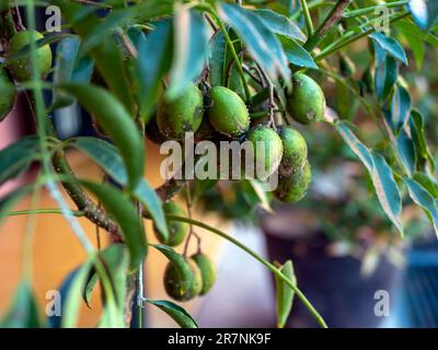 Kedondong, Ambarella fruits (Spondias dulcis) on the tree, shallow focus Stock Photo