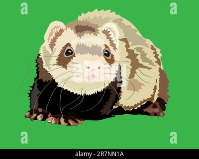 Vector of a cute brown ferret munching on a chocolate chip cookie