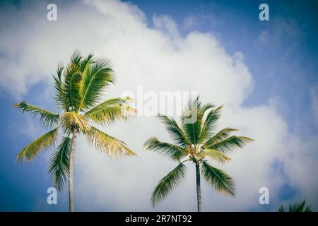 A landscape view of the top of two vibrant green palm trees standing against a blue sky with white clouds Stock Photo