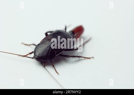 Red pregnant cockroach with an egg, on a white isolated background. Macro photo close-up. Stock Photo