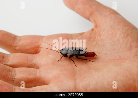 Red pregnant cockroach with an egg on a human hand. Macro photo close-up. Stock Photo