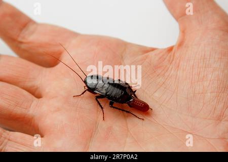 Red pregnant cockroach with an egg on a human hand. Macro photo close-up. Stock Photo