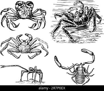 Some crabs isolated on white Stock Vector