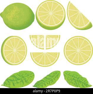 A whole lime lemon and slices at different angles, also three versions of leaves. Stock Vector
