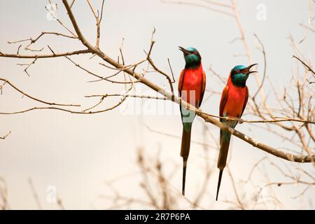 Two southern carmine bee-eaters (Merops nubicoides) perched on a branch. This bird occurs across sub-equatorial Africa. Photographed in Namibia. Stock Photo