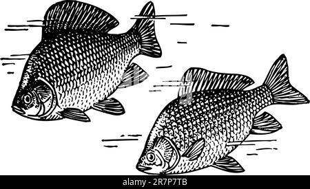 Crucian in the water Stock Vector