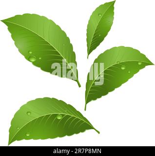Green leaves with drops of morning dew. Illustration on white background Stock Vector
