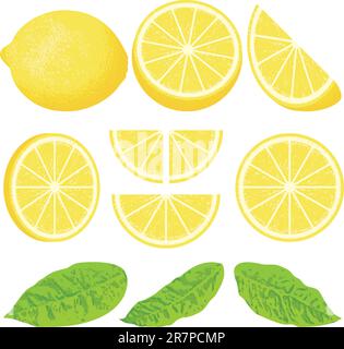 A whole lemon and slices at different angles, also three versions of leaves. Stock Vector