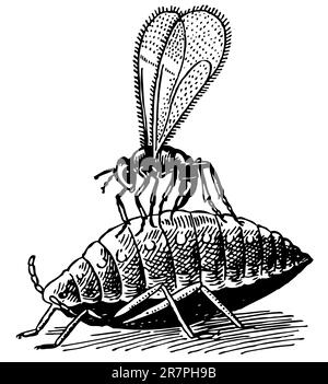 Bug on the aphid Stock Vector