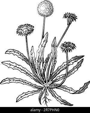 Dandelion isolated on white Stock Vector