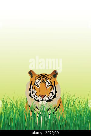 bengal tiger stripe pattern Stock Vector Image & Art - Alamy