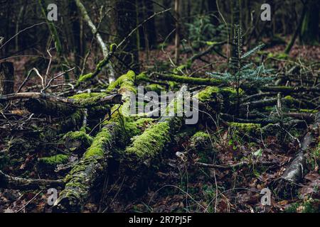 Lush, vibrant moss blanket covering the ground. Stock Photo by wirestock