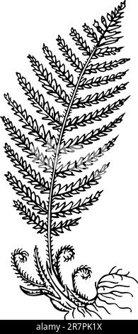 Fern isolated on white Stock Vector