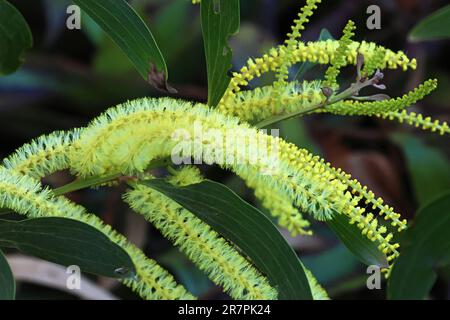 Acacia mangium Willd Beautiful plants and flowers outside in the garden on a sunny warm day, shot up close in macro. Stock Photo