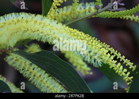 Acacia mangium Willd Beautiful plants and flowers outside in the garden on a sunny warm day, shot up close in macro. Stock Photo