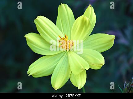 Beautiful plants and flowers outside in the garden on a sunny warm day, shot up close in macro. Cosmos, cosmos caudatus Kunth. Stock Photo