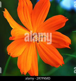 Beautiful plants and flowers outside in the garden on a sunny warm day, shot up close in macro. Cosmos, cosmos caudatus Kunth. Stock Photo