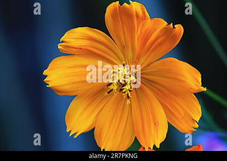 Beautiful plants and flowers outside in the garden on a sunny warm day, shot up close in macro. Cosmos, cosmos caudatus Kunth. Stock Photo