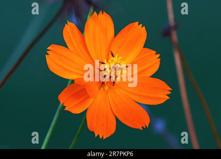 Beautiful plants and flowers outside in the garden on a sunny warm day, shot up close in macro. Cosmos, cosmos caudatus Kunth. Stock Photo