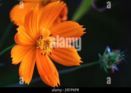 Beautiful plants and flowers outside in the garden on a sunny warm day, shot up close in macro. Cosmos, cosmos caudatus Kunth. Stock Photo