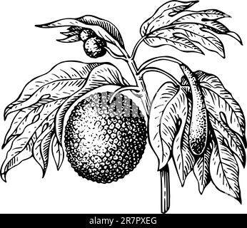 Artocarpus (bread fruit tree) isolated on white Stock Vector