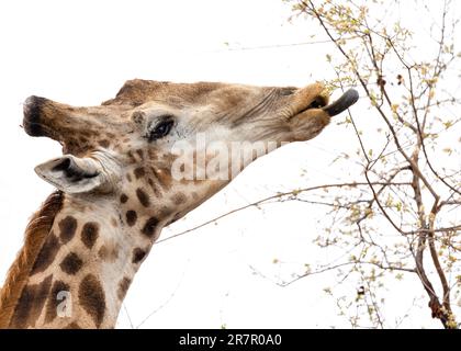 A giraffe stretching its tongue out to eat leaves of a tree in Kruger National Park Stock Photo