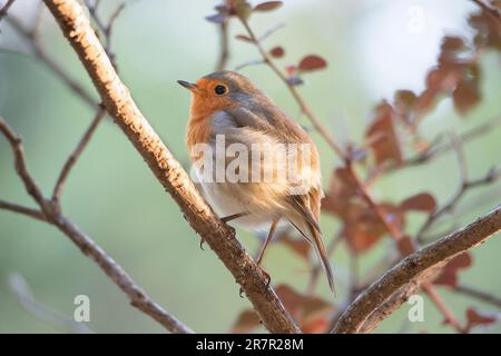 Robin bird in autumn on a tree with red leaves Stock Photo