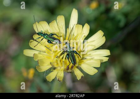 Swollen-thighed beetle (Oedemera nobilis, also called thick-legged beetle or false oil beetle), two beetles on mouse-ear hawkweed wildflower Stock Photo