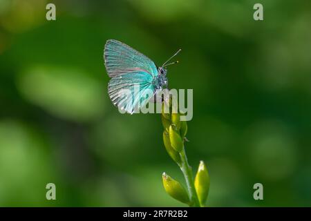 Green hairstreak butterfly (Callophrys rubi), female ovipositing or laying eggs on buds of a broom plant Stock Photo