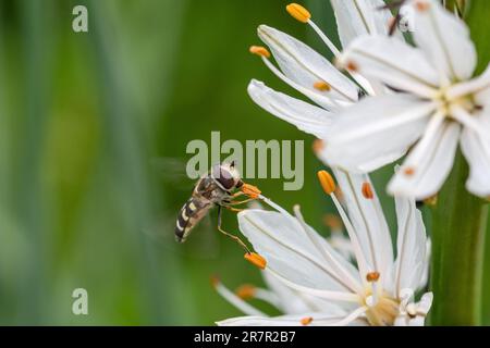 A hoverfly nectaring on an Asphodelus albus flower, common name white asphodel, in a wildflower meadow, Italy, Europe Stock Photo