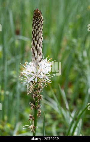 Asphodelus albus, common name white asphodel, in flower in a wildflower meadow in Umbria, Italy, Europe, during May Stock Photo