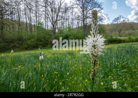 Asphodelus albus, common name white asphodel, flowering in a wildflower meadow in Laghetto di Gavelli nature reserve, Umbria, Italy, Europe Stock Photo