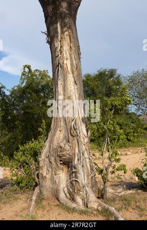 The trunk of a young Baobab has been damaged by elephants peeling bark ...