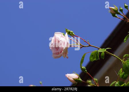 Close up of pink flowers, buds of a climbing rose (Rosa New Dawn )rising above the house in a blue sky. June, Dutch garden. Stock Photo