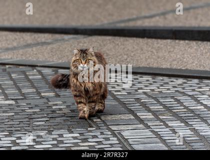 Female cat walking toward the camera, portrait photo of a cute female tabby cat Stock Photo