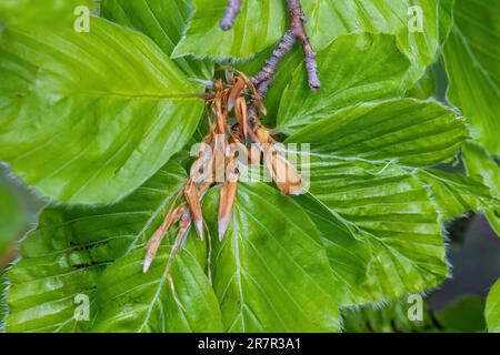 Fresh beech leaves (Fagus sylvatica) growing from buds of beech tree in May or late spring Stock Photo