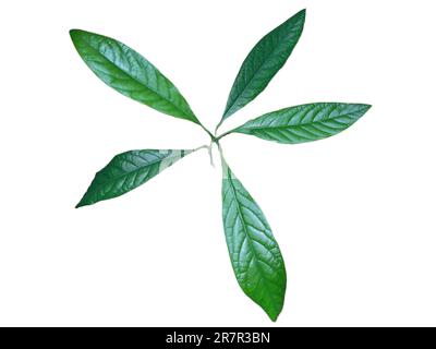 Avocado plant with several leaves isolated on white Stock Photo