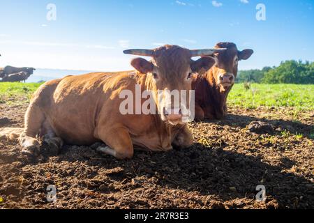 Photo of two Aubrac cows sitting, taken up close, near Figeac in Southwest France Stock Photo