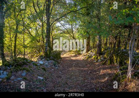 The Camino de Santiago trail in Southwest France crossing a oak grove, taken on a sunny autumn day with no people Stock Photo