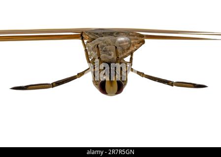 Frotal image of a common backswimmer Notonecta glauca at the water surface, isolated on white Stock Photo