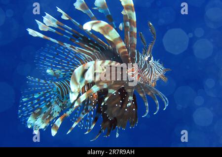 Red Lionfish (Pterois volitans) in Blue Water. Komodo, Indonesia Stock Photo